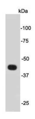 Western Blot: PSG16 Antibody [NBP2-67085] - Analysis on mouse brain tissue lysate using anti- Psg16 rabbit polyclonal antibody.