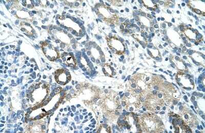 Immunohistochemistry-Paraffin: PSG3 Antibody [NBP1-55491] - Human kidney Tissue, antibody concentration 4-8ug/ml. Cells with positive label: renal corpuscle cells (indicated with arrows) 400X magnification.