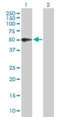 Western Blot: PSG3 Antibody [H00005671-B01P] - Analysis of PSG3 expression in transfected 293T cell line by PSG3 polyclonal antibody.  Lane 1: PSG3 transfected lysate(47.08 KDa). Lane 2: Non-transfected lysate.