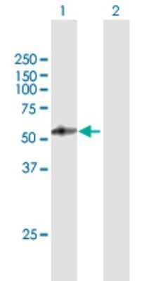 Western Blot PSG4 Antibody - Azide and BSA Free