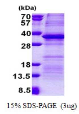 SDS-Page: PSG5 Protein [NBP2-23358]