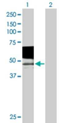 Western Blot PSG9 Antibody - Azide and BSA Free