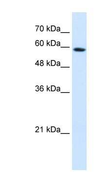 Western Blot PSG9 Antibody - BSA Free
