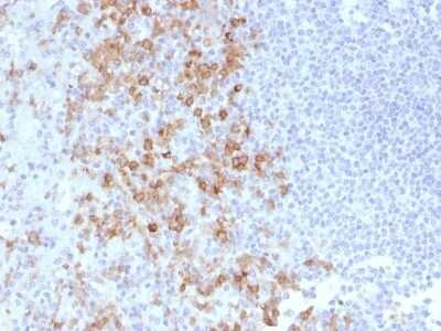 Immunohistochemistry-Paraffin: PSGL-1/CD162 Antibody (PSGL1/1601) - Azide and BSA Free [NBP2-54380] - Formalin-fixed, paraffin-embedded human Spleen stained withCD162 Monoclonal Antibody (PSGL1/1601).