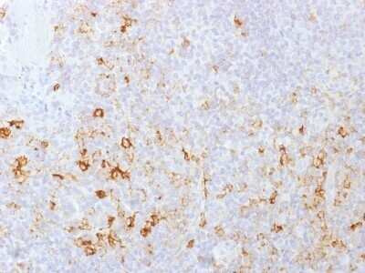 Immunohistochemistry-Paraffin: PSGL-1/CD162 Antibody (PSGL1/1601) - Azide and BSA Free [NBP2-54380] - Formalin-fixed, paraffin-embedded human Tonsil stained withCD162 Monoclonal Antibody (PSGL1/1601).