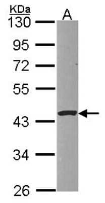 Western Blot: PSKH1 Antibody [NBP2-19981] - Sample (30 ug of whole cell lysate) A: HCT116 10% SDS PAGE gel, diluted at 1:1000.