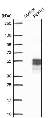 Western Blot: PSKH1 Antibody [NBP2-49105] - Analysis in control (vector only transfected HEK293T lysate) and PSKH1 over-expression lysate (Co-expressed with a C-terminal myc-DDK tag (3.1 kDa) in mammalian HEK293T cells).