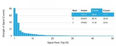 Protein Array: PSMA/FOLH1/NAALADase I Antibody (FOLH1/2354) - Azide and BSA Free [NBP3-08385] - Analysis of Protein Array containing more than 19,000 full-length human proteins using PSMA/FOLH1/NAALADase I Mouse Monoclonal Antibody (FOLH1/2354).