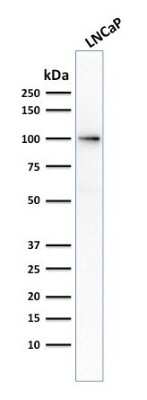 Western Blot: PSMA/FOLH1/NAALADase I Antibody (FOLH1/2354) - Azide and BSA Free [NBP3-08385] - Western Blot Analysis of human LNCaP cell lysate using PSMA/FOLH1/NAALADase I Mouse Monoclonal Antibody (FOLH1/2354).