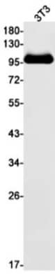 Western Blot: PSMA/FOLH1/NAALADase I Antibody (S09-4F8) [NBP3-19750] - Western blot detection of PSMA/FOLH1/NAALADase I in 3T3 cell lysates using NBP3-19750 (1:1000 diluted). Predicted band size: 84kDa. Observed band size: 100kDa.