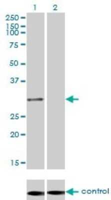 Western Blot: PSMA1 Antibody (1D9-1C7) [H00005682-M01] - Analysis of PSMA1 over-expressed 293 cell line, cotransfected with PSMA1 Validated Chimera RNAi ( Cat # H00005682-R01V ) (Lane 2) or non-transfected control (Lane 1). Blot probed with PSMA1 monoclonal antibody (M01), clone 1D9-1C7 (Cat # H00005682-M01 ). GAPDH ( 36.1 kDa ) used as specificity and loading control.