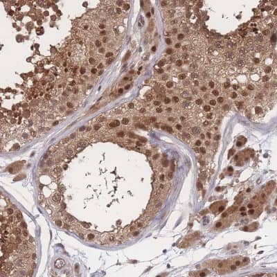 Immunohistochemistry-Paraffin: PSMA1 Antibody [NBP2-37908] - Staining of human testis shows strong nuclear and cytoplasmic positivity in cells in seminiferus ducts and Leydig cells.