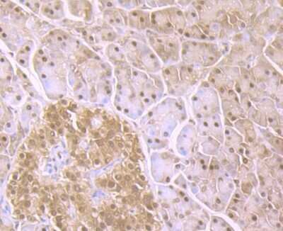 Immunohistochemistry-Paraffin: PSMA1 Antibody (JB89-30) [NBP2-75628] - Analysis of paraffin-embedded human pancreas tissue using anti-Proteasome 20S C2 antibody. Counter stained with hematoxylin.