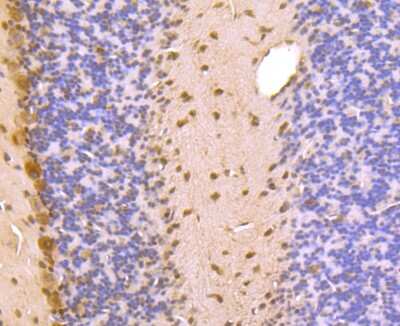 Immunohistochemistry-Paraffin: PSMA1 Antibody (JU66-24) [NBP2-75633] - Analysis of paraffin-embedded mouse cerebellum tissue using anti-PSMA1 antibody. Counter stained with hematoxylin.