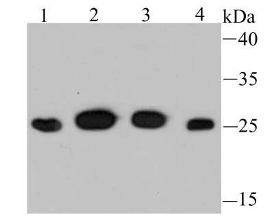 Western Blot: PSMA1 Antibody (JU66-24) [NBP2-75633] - Analysis of PSMA1 on different cell lysates using anti-PSMA1 antibody at 1/500 dilution.Positive control:Lane 1: Jurkat  Lane 2: HelaLane 3: HepG2   Lane 4: 293