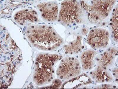 Immunohistochemistry-Paraffin: PSMA4 Antibody (4B8) [NBP2-01608] - Staining of paraffin-embedded Human Kidney tissue using anti-PSMA4 mouse monoclonal antibody.