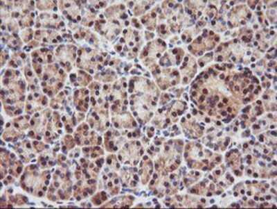 Immunohistochemistry-Paraffin: PSMA4 Antibody (4B8) [NBP2-01608] - Staining of paraffin-embedded Human pancreas tissue using anti-PSMA4 mouse monoclonal antibody.