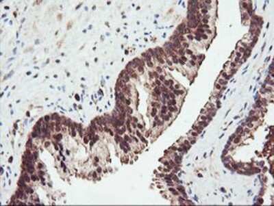 Immunohistochemistry-Paraffin: PSMA4 Antibody (4B8) [NBP2-01608] - Staining of paraffin-embedded Human prostate tissue using anti-PSMA4 mouse monoclonal antibody.