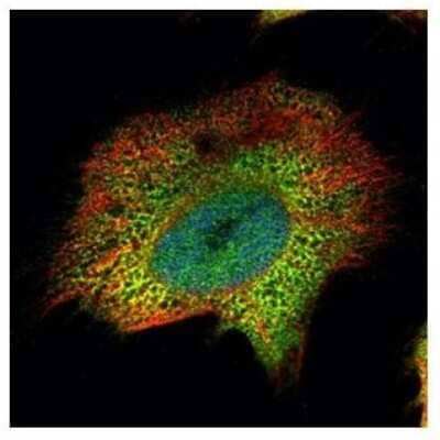 Immunocytochemistry/Immunofluorescence: PSMA4 Antibody [NBP2-19982] - Confocal immunofluorescence analysis of paraformaldehyde-fixed HeLa, using PSMA4 antibody (Green) at 1:500 dilution. Alpha-tubulin filaments are labeled with Alpha-tubulin antibody (Red) at 1:2000.