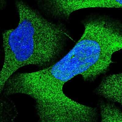 Immunocytochemistry/Immunofluorescence: PSMA4 Antibody [NBP2-38754] - Staining of human cell line U-2 OS shows localization to nucleus & cytosol. Antibody staining is shown in green.