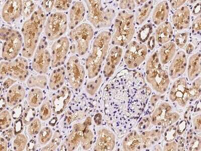 Immunohistochemistry-Paraffin: PSMA4 Antibody [NBP2-99610] - Immunochemical staining of human PSMA4 in human kidney with rabbit polyclonal antibody at 1:500 dilution, formalin-fixed paraffin embedded sections.