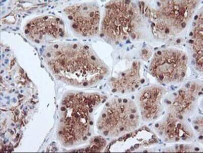 Immunohistochemistry: PSMA4 Antibody (OTI4B8) - Azide and BSA Free [NBP2-73690] - Staining of paraffin-embedded Human Kidney tissue using anti-PSMA4 mouse monoclonal antibody.