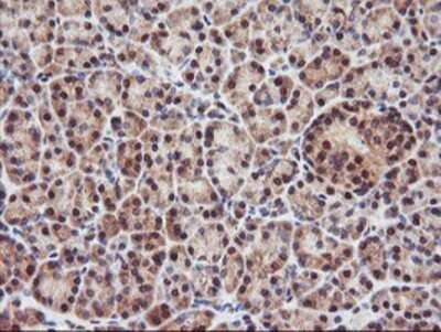 Immunohistochemistry: PSMA4 Antibody (OTI4B8) - Azide and BSA Free [NBP2-73690] - Staining of paraffin-embedded Human pancreas tissue using anti-PSMA4 mouse monoclonal antibody.