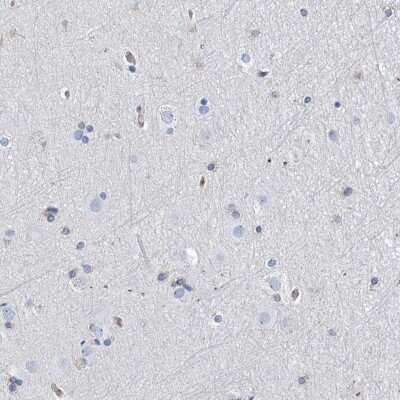 Immunohistochemistry-Paraffin: PSMB10/MECL1 Antibody [NBP2-38155] - Staining of human cerebral cortex shows low expression as expected.