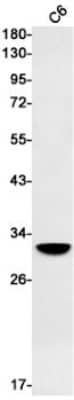 Western Blot: PSMB10/MECL1 Antibody (S06-6C5) [NBP3-19751] - Western blot detection of PSMB10/MECL1 in C6 cell lysates using NBP3-19751 (1:500 diluted). Predicted band size: 29kDa. Observed band size: 29kDa.