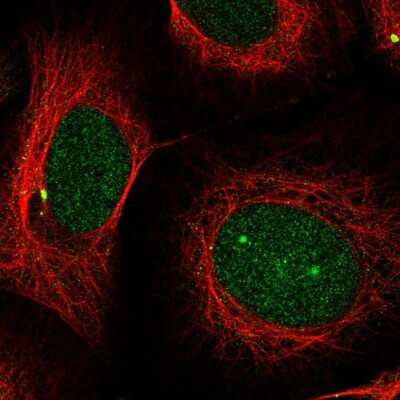 Immunocytochemistry/Immunofluorescence: PSMB5 Antibody [NBP2-57323] - Staining of human cell line U-2 OS shows localization to nucleus & centrosome. Antibody staining is shown in green.