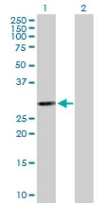 Western Blot: PSMB5 Antibody [H00005693-B01P] - Analysis of PSMB5 expression in transfected 293T cell line by PSMB5 polyclonal antibody.  Lane 1: PSMB5 transfected lysate(29.04 KDa). Lane 2: Non-transfected lysate.
