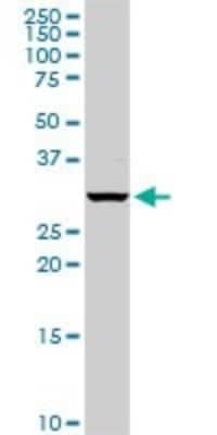 Western Blot: PSMB5 Antibody [H00005693-D01P] - Analysis of PSMB5 expression in mouse spleen.