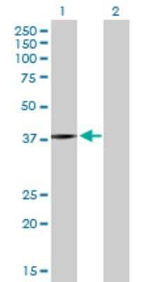 Western Blot: PSMB5 Antibody [H00005693-D01P] - Analysis of PSMB5 expression in transfected 293T cell line by PSMB5 polyclonal antibody.Lane 1: PSMB5 transfected lysate(28.50 KDa).Lane 2: Non-transfected lysate.