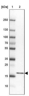 Western Blot: PSMB5 Antibody [NBP2-13820] - Lane 1: Marker  [kDa] 250, 130, 100, 70, 55, 35, 25, 15, 10.  Lane 2: Hep-G2