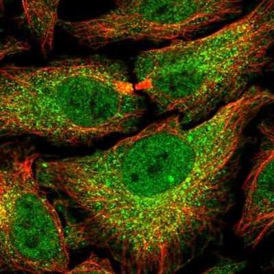 Immunocytochemistry/Immunofluorescence: PSMB7 Antibody [NBP2-58648] - Staining of human cell line HeLa shows localization to nucleoplasm & cytosol. Antibody staining is shown in green.