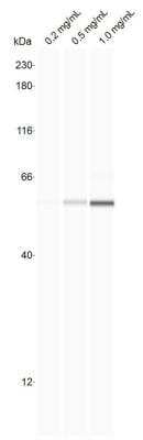 Simple Western: PSMC1 Antibody [NBP1-91476] - Mouse whole spleen lysates at the indicated concentrations were probed with a 1:25 dilution of this PSMC1 antibody. Simple Western image submitted by a verified customer review.