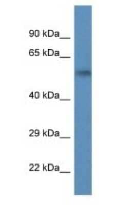 Western Blot: PSMC1 Antibody [NBP1-91476] - Mouse Brain lysate, PSMC1 antibody a 1 ug/mL.