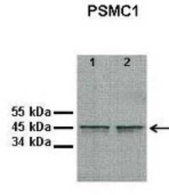 Western Blot: PSMC1 Antibody [NBP1-91476] - Lane 1: 10 ug proteasome fraction from C57B1/6J mouse brain, lane 2: 10 ug proteasome fraction from BLAB/C mouse brain. Primary PSMC1 antibody at 1:500. Secondary antibody: Anti-rabbit HRP antibody at 1:5000.