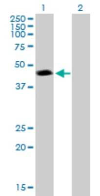 Western Blot: PSMC3 Antibody [H00005702-B01P] - Analysis of PSMC3 expression in transfected 293T cell line by PSMC3 polyclonal antibody.  Lane 1: PSMC3 transfected lysate(48.29 KDa). Lane 2: Non-transfected lysate.