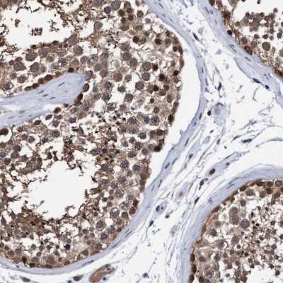 Immunohistochemistry-Paraffin: PSMD12 Antibody [NBP1-87801] - Staining of human testis shows high expression.