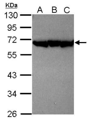 Western Blot: PSMD12 Antibody [NBP2-19986] - Sample (30 ug of whole cell lysate) A: NT2D1 B: IMR32 C: U87-MG 10% SDS PAGE gel, diluted at 1:10000.