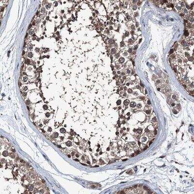 Immunohistochemistry-Paraffin: PSMD13 Antibody [NBP1-80961] - Staining of human testis shows moderate cytoplasmic and nuclear positivity in cells in seminiferous ducts and Leydig cells.