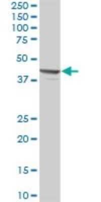 Western Blot: PSMD13 Antibody [H00005719-B02P] - Analysis of PSMD13 expression in human liver.