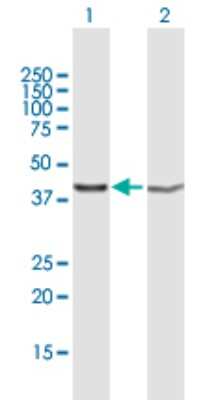 Western Blot: PSMD13 Antibody [H00005719-B02P] - Analysis of PSMD13 expression in transfected 293T cell line by PSMD13 polyclonal antibody.  Lane 1: PSMD13 transfected lysate(41.36 KDa). Lane 2: Non-transfected lysate.