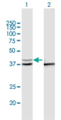 Western Blot: PSMD13 Antibody [H00005719-B03P] - Analysis of PSMD13 expression in transfected 293T cell line. Lane 1: PSMD13 transfected lysate (42.90 KDa). Lane 2: Non-transfected lysate.