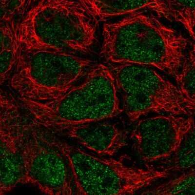 Immunocytochemistry/Immunofluorescence: PSMD14 Antibody [NBP2-58771] - Staining of human cell line CACO-2 shows localization to nucleoplasm.