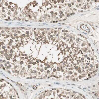 Immunohistochemistry-Paraffin: PSMD8 Antibody [NBP1-83254] - Staining of human testis shows moderate cytoplasmic positivity in cells in seminiferous ducts.