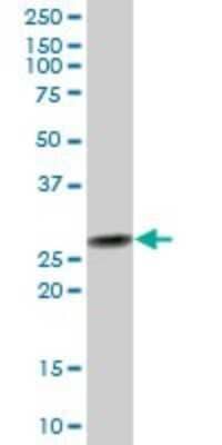 Western Blot: PSMD8 Antibody [H00005714-B02P] - Analysis of PSMD8 expression in human placenta.