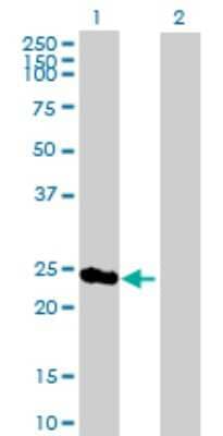 Western Blot: PSMD8 Antibody [H00005714-B02P] - Analysis of PSMD8 expression in transfected 293T cell line by PSMD8 polyclonal antibody.  Lane 1: PSMD8 transfected lysate(28.27 KDa). Lane 2: Non-transfected lysate.