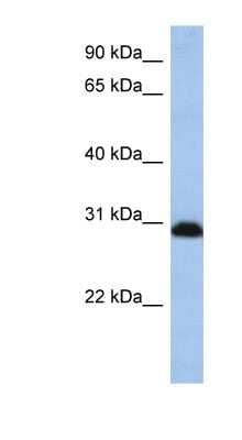 Western Blot: PSMD8 Antibody [NBP1-54588] - HepG2 cell lysate, concentration 0.2-1 ug/ml.